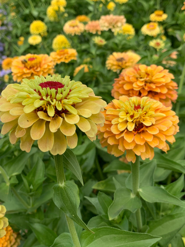 Zinnia, 'Queen Lemon Peach'