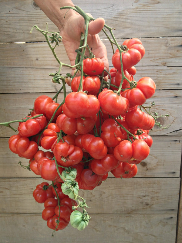 Tomato, 'Ceylon'