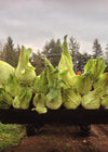 Cabbage, 'Filderkraut'