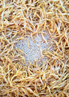 Bean, Pole Dry, 'Pescia'