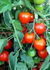 Tomato, 'Stupice'